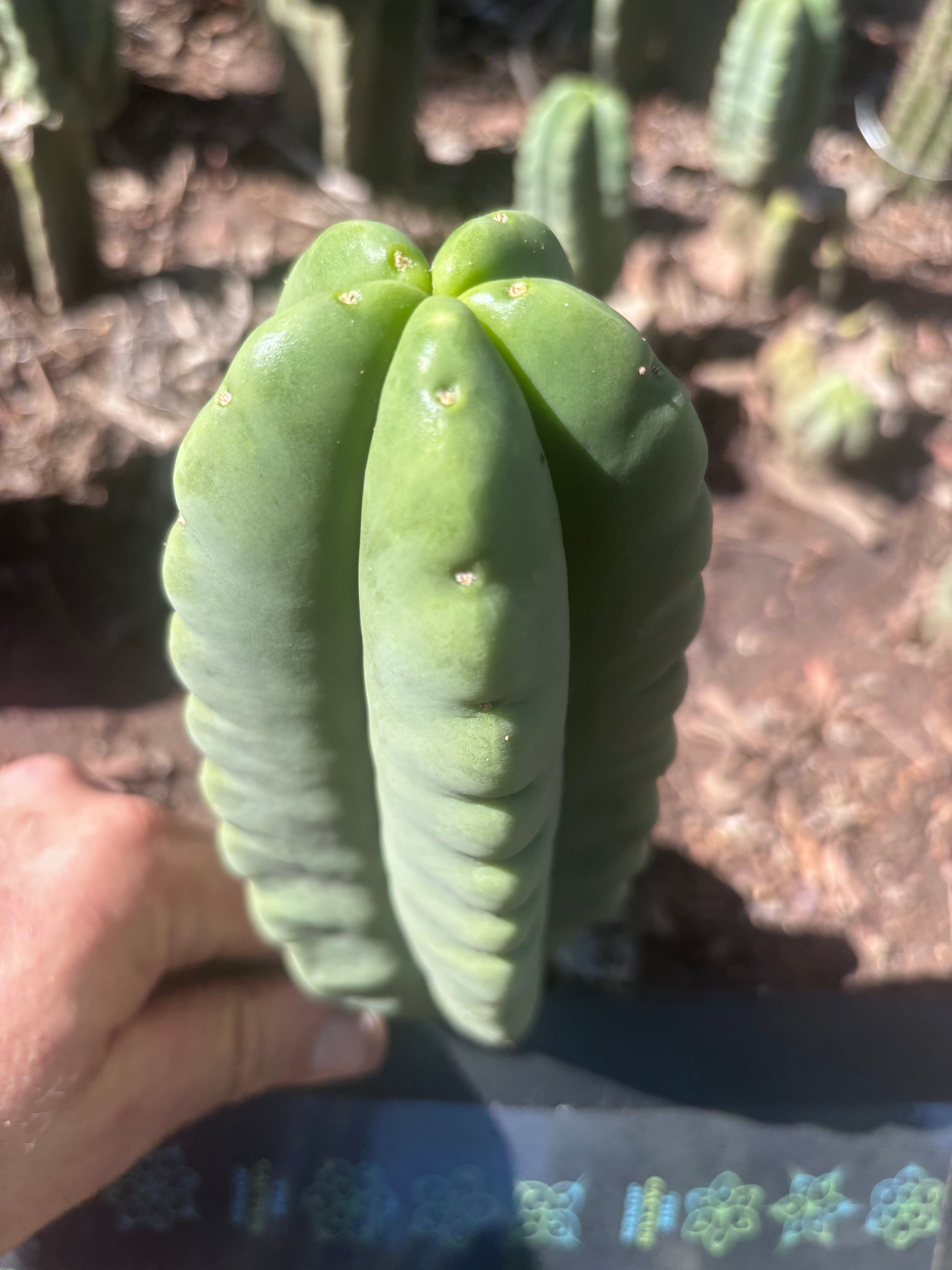 💎👑💎🌶️ Ferah — 7” Pup