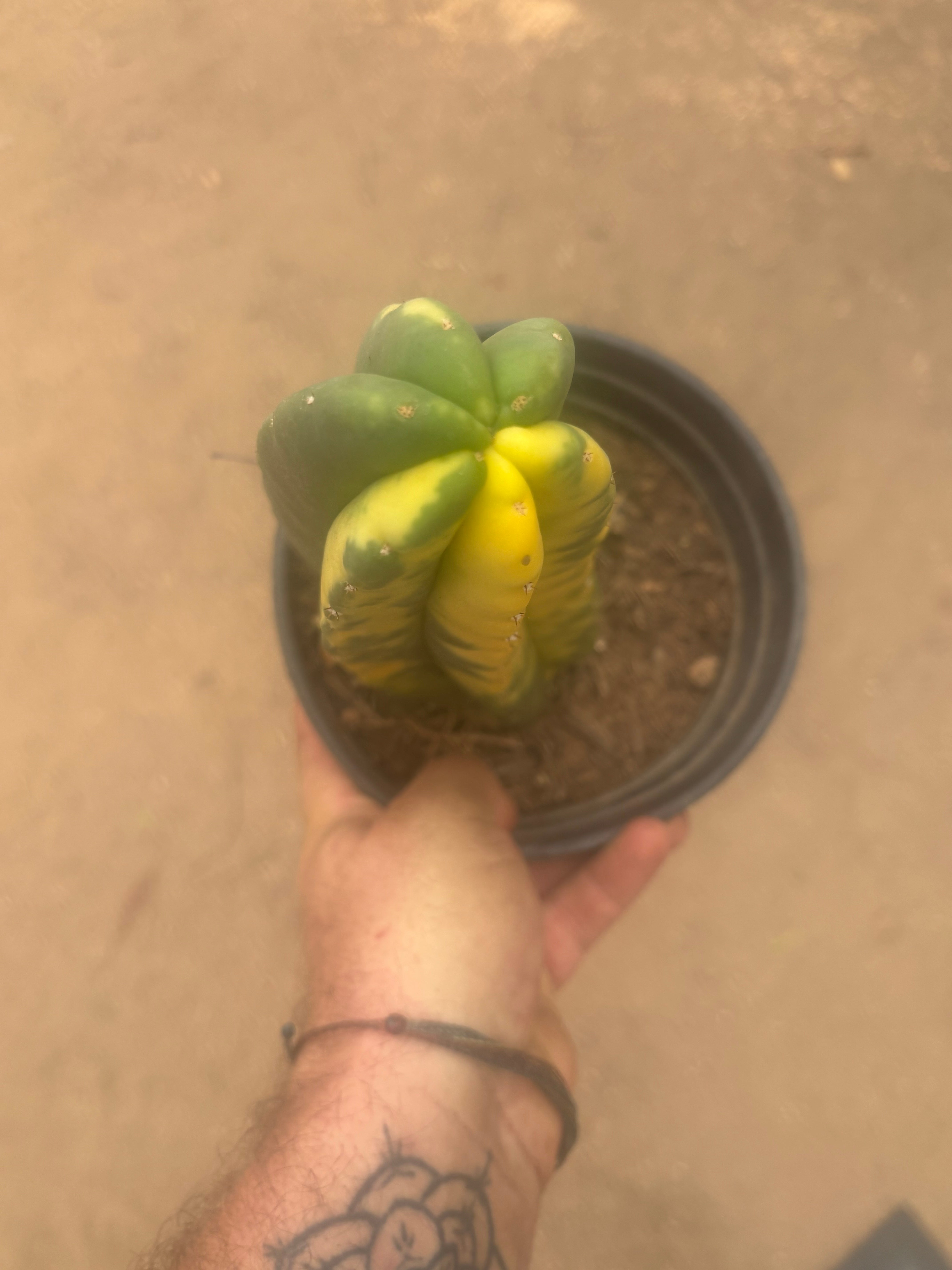 💎🔰💎💎 FVV3  — Fully Rooted 8” Pup