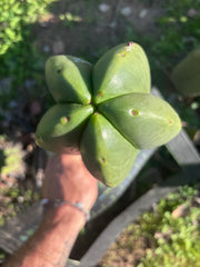 💎👑🌶️ Zulk — XL 11” MELON Pup