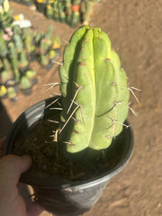 💎🌶️🌶️ NOM — Fully Rooted Grenade