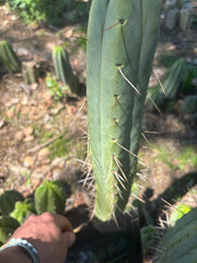 👑🌶️ BBB — XL 14” Tip