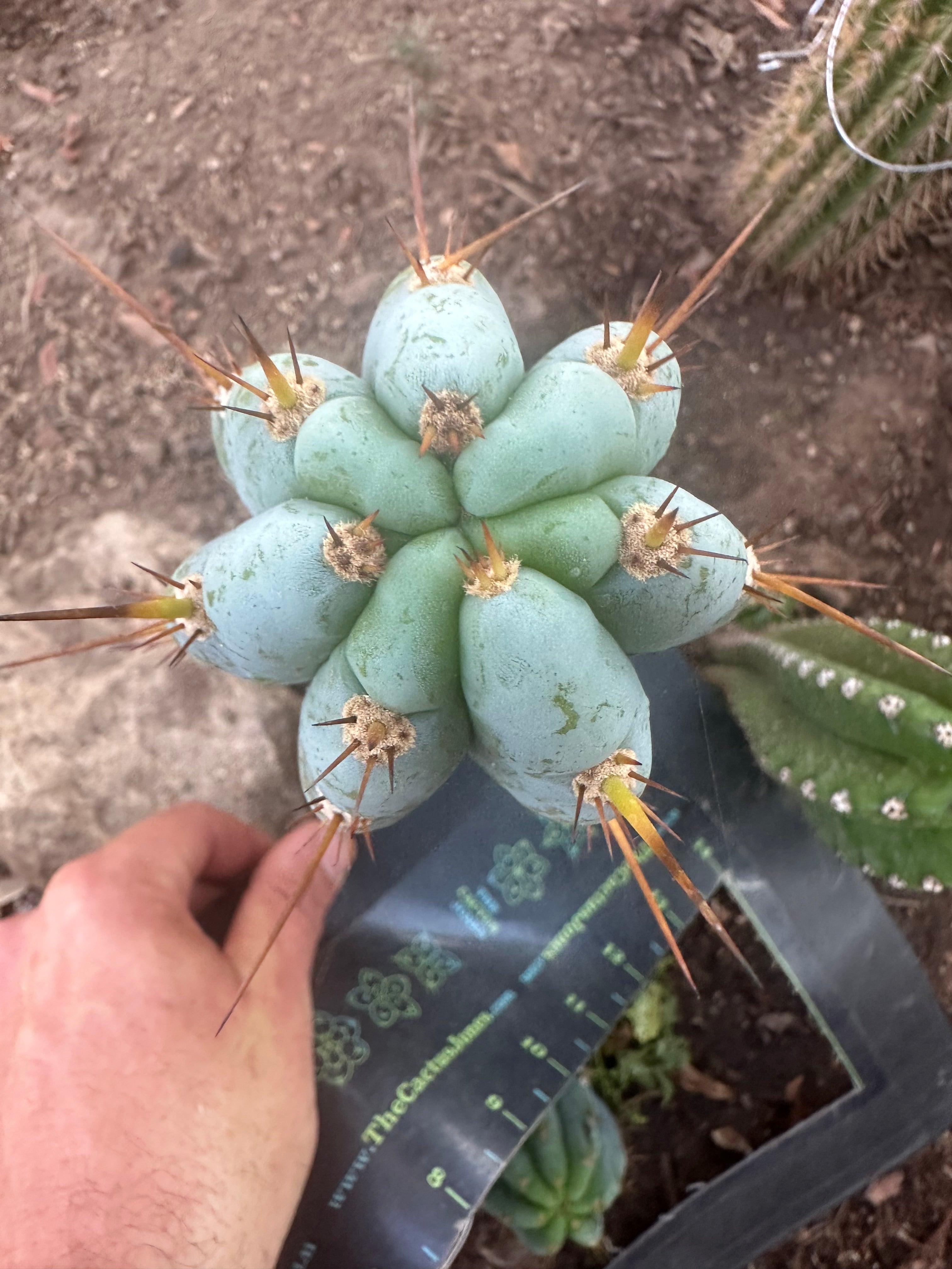 👑💎 Len — 9” Tip