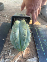 👑🌶️ 🌶️ Jiimz Twin Spine — Fat Rooted Tip