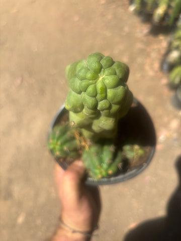 💎 Malo4 x TPM — Rooted Mini Stand