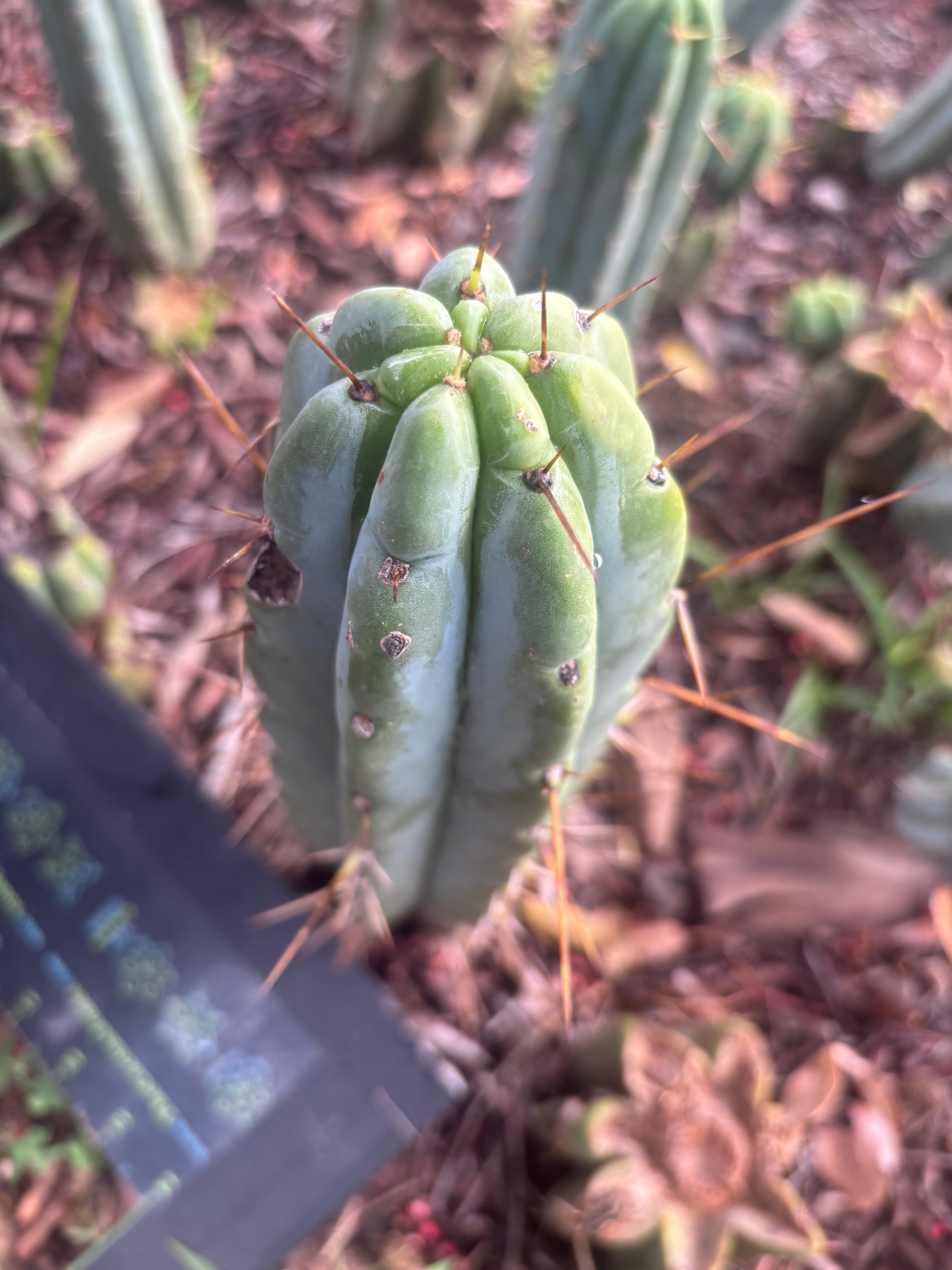 👑🌶️🌶️ Pala — 9” Tip