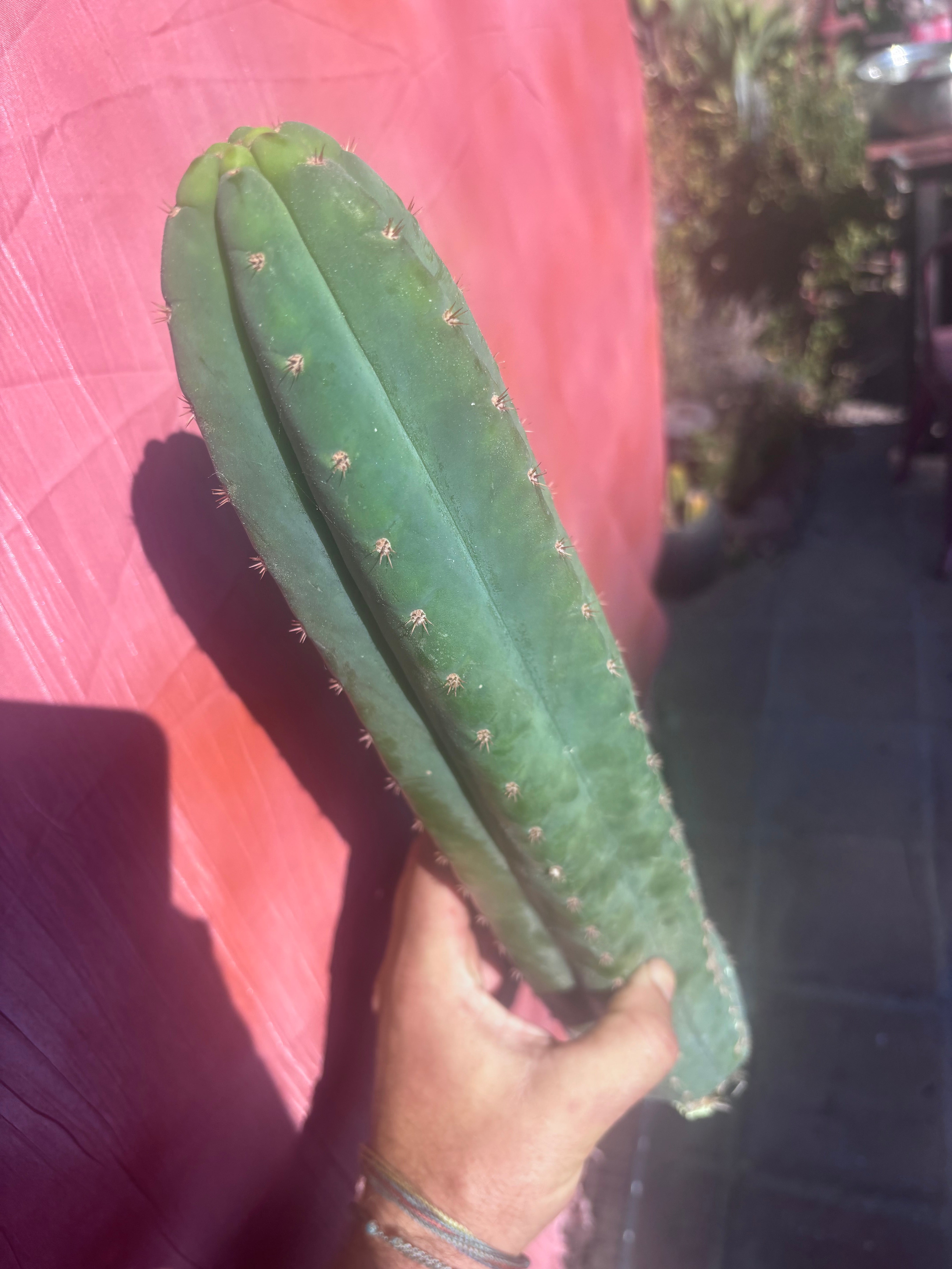 👑🌶️ Ventucky Blue — XL 17” Pups