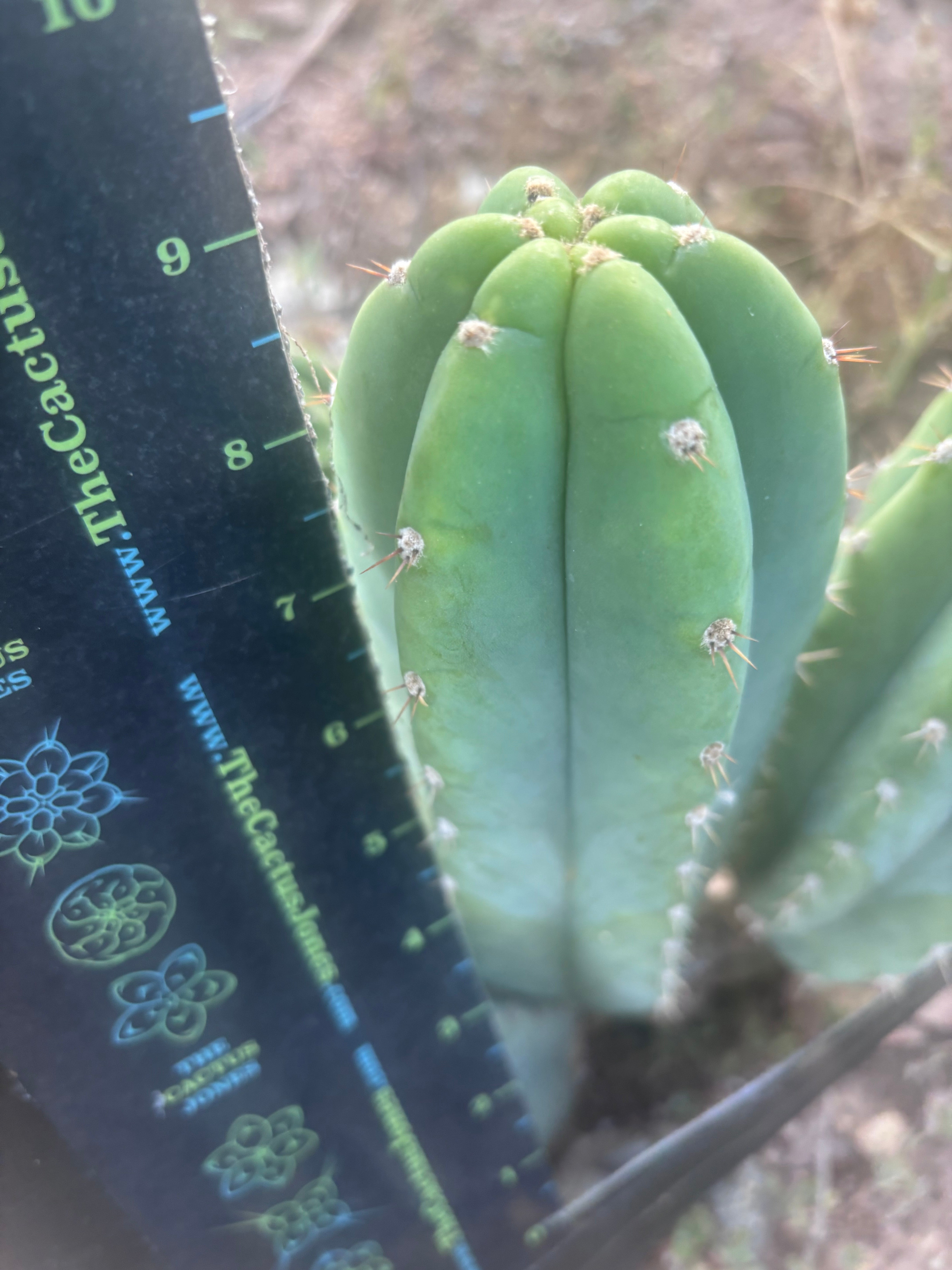 Custom Listing for J. O’Malley