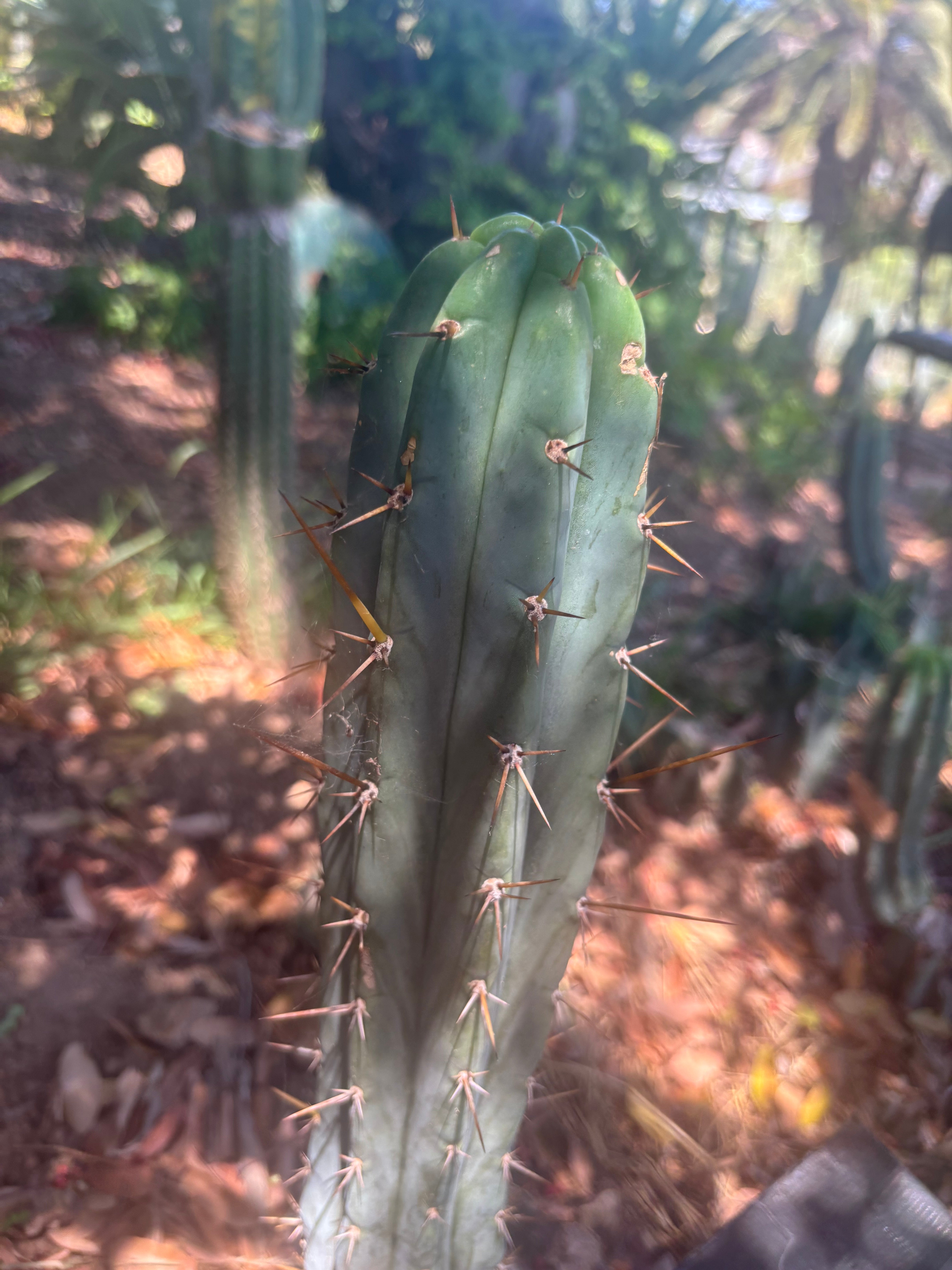 👑🌶️🌶️ Pala — 9” Tip Again