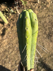 💎👑🌶️ Psycho0’  — *BIG* XXL 14” Tip