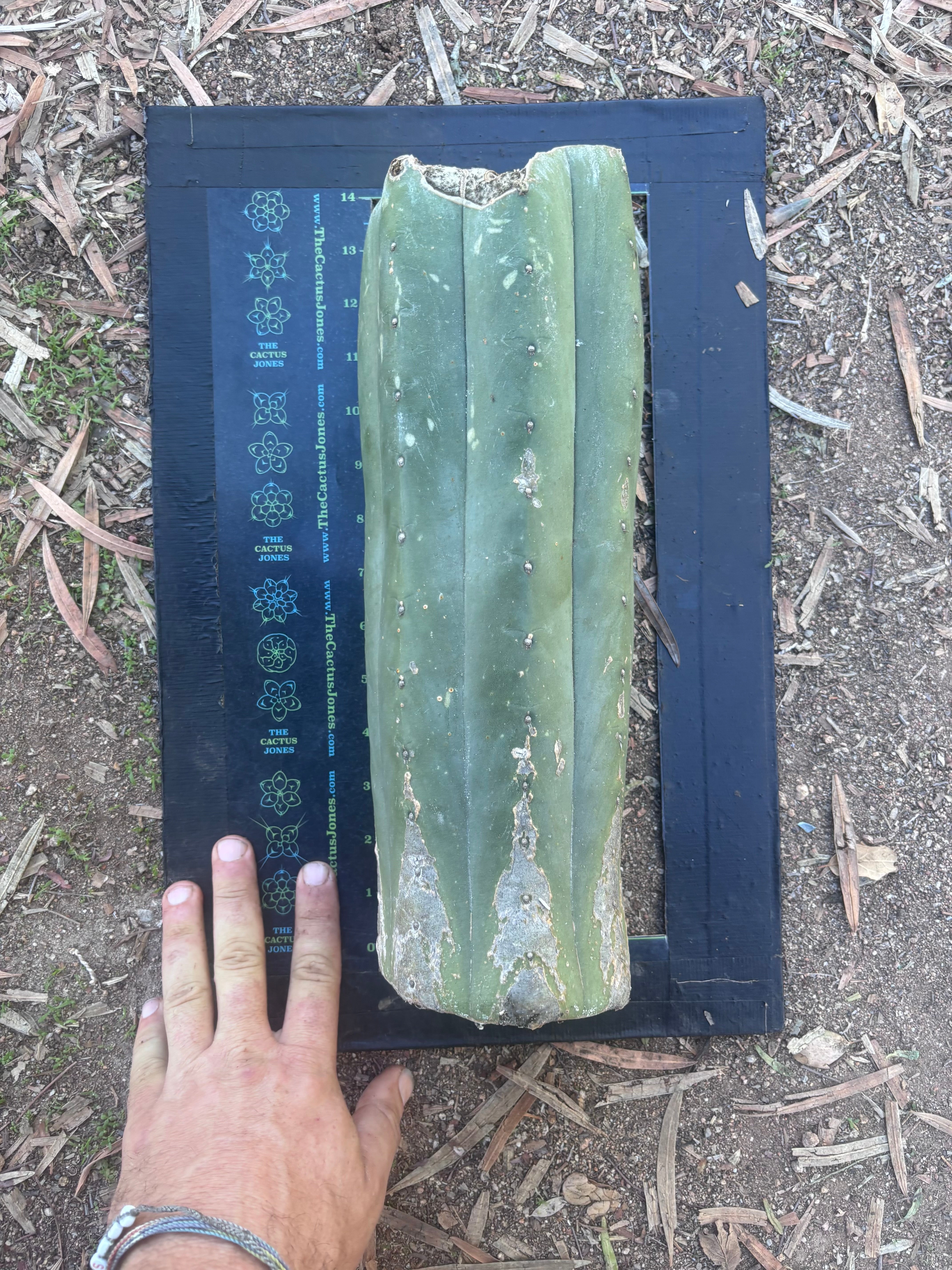 👑🌶️ Juuls Giant — XL 14” Yule Log