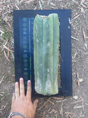 👑🌶️ Juuls Giant — XL 14” Yule Log