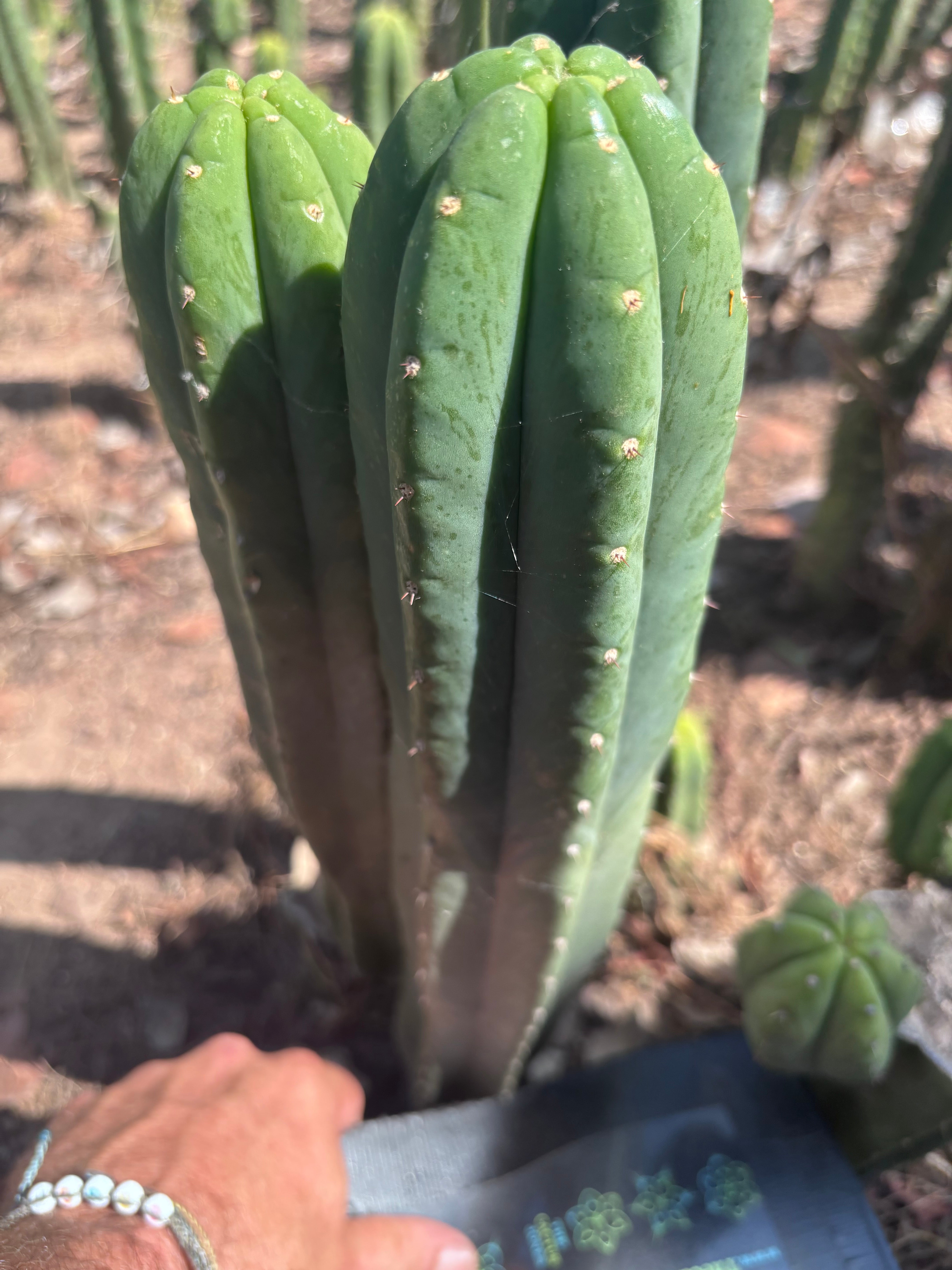 👑🌶️ Hugh — XL 14” Tip