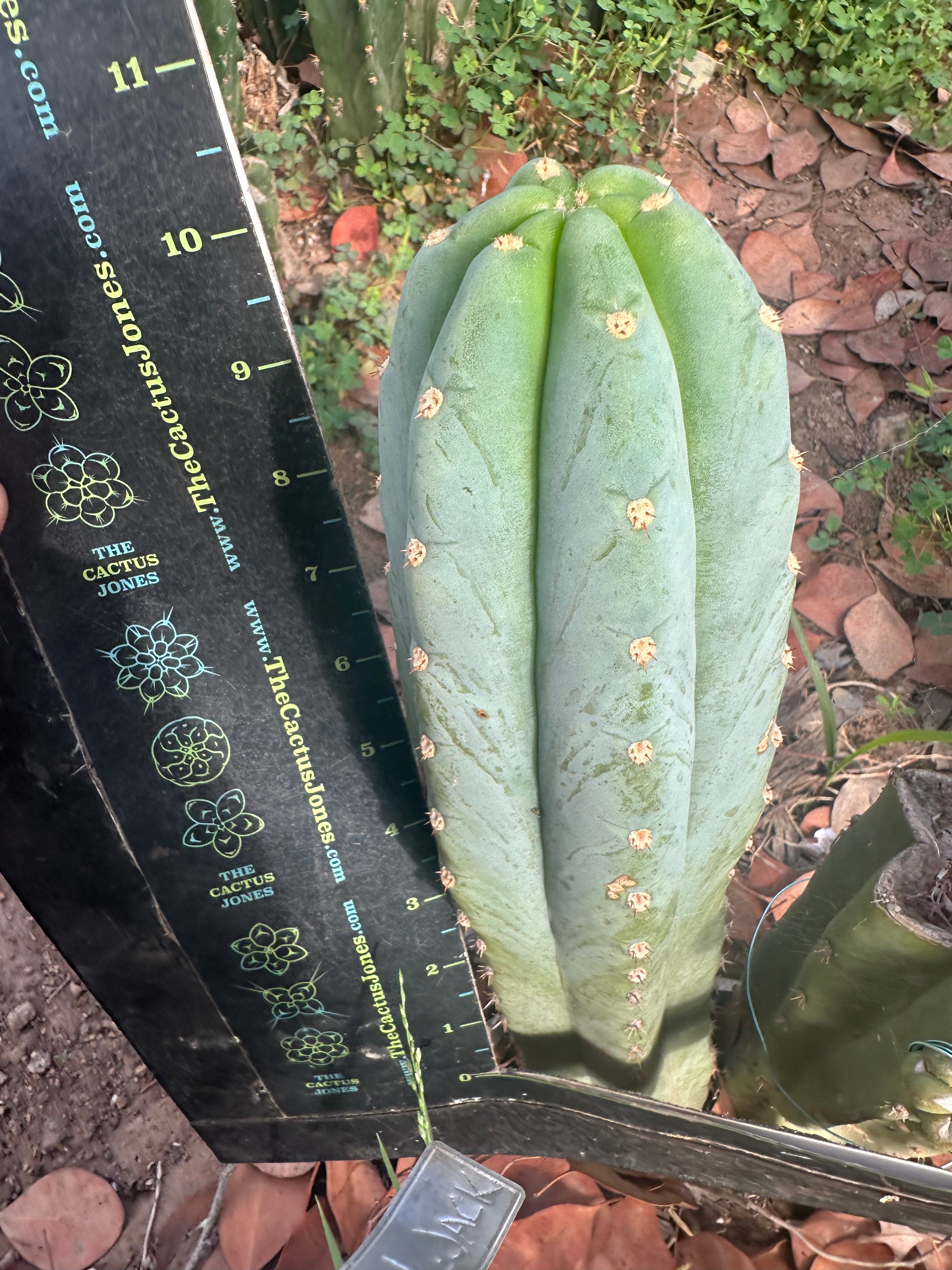 👑🌶️ Tom Juuls Giant — 10” Tip