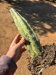 👑🌶️🌶️ Eileen — Rooted 14” Tip
