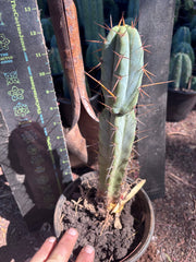 👑🌶️ SFBG — Rooted 13”