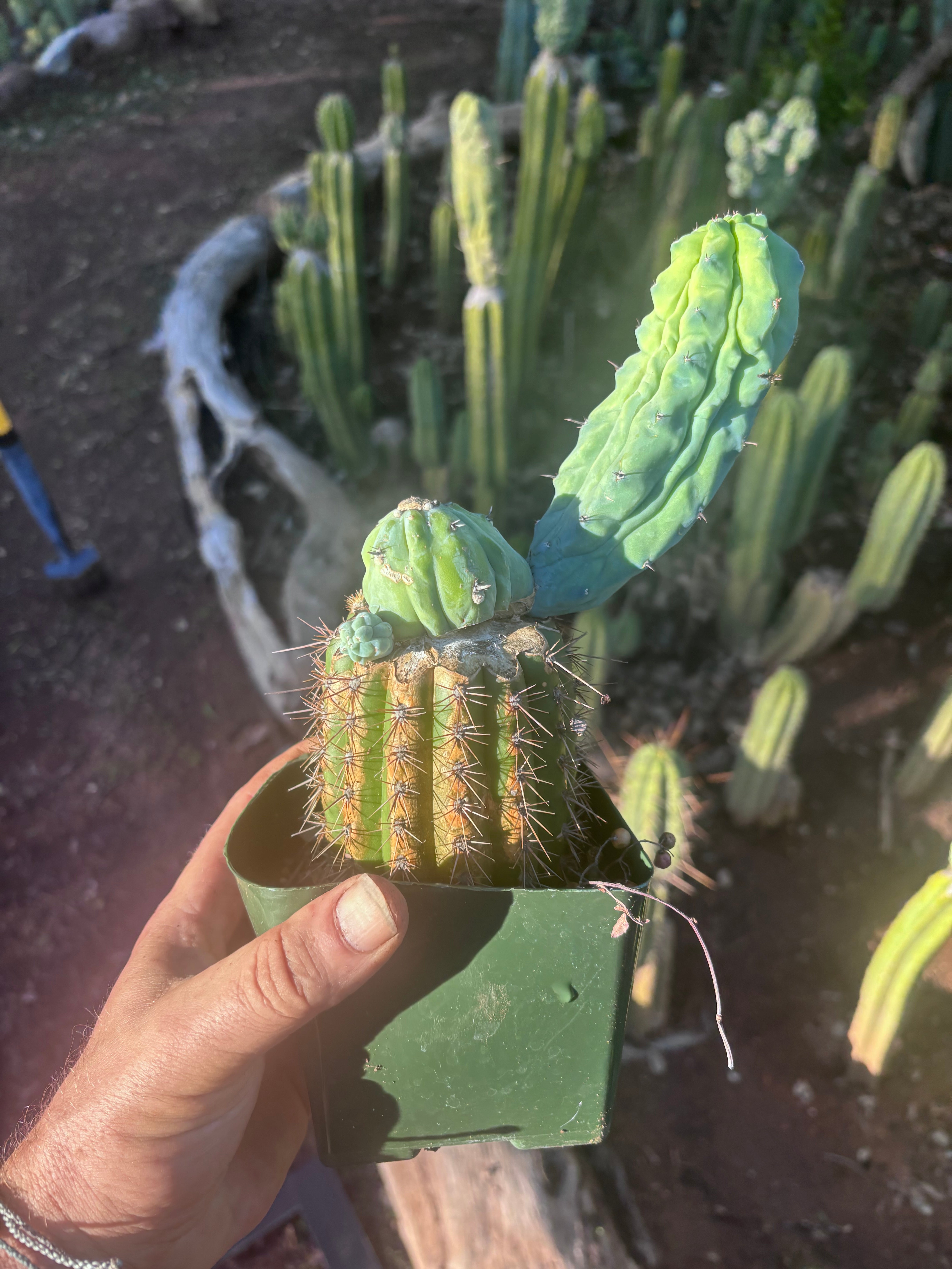 👑💎 Grecas — Rooted Graft with Pup