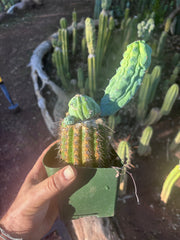 👑💎 Grecas — Rooted Graft with Pup