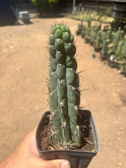 👑 Chala — Rooted 9” Tip
