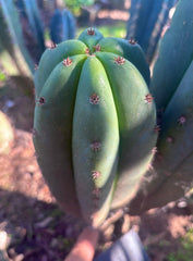 Dr. G x Sharxx  — 11” Pup