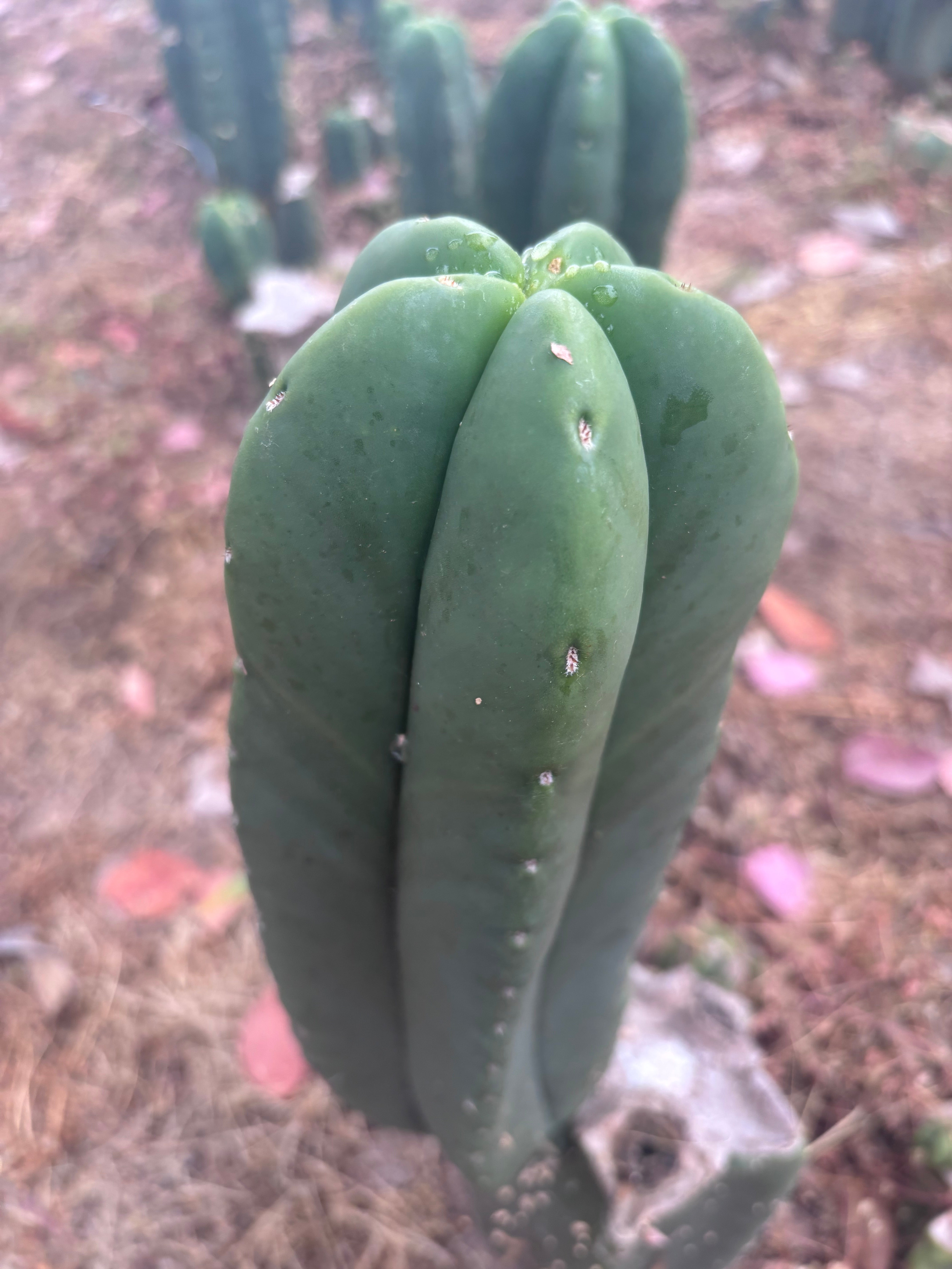 👑🌶️ Zulk — XL FAT 11” Pup