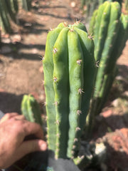 🌶️🌶️ NoidTwo — 11” Pup