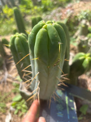 👑🌶️🌶️  Another Jiimz Twin Spine