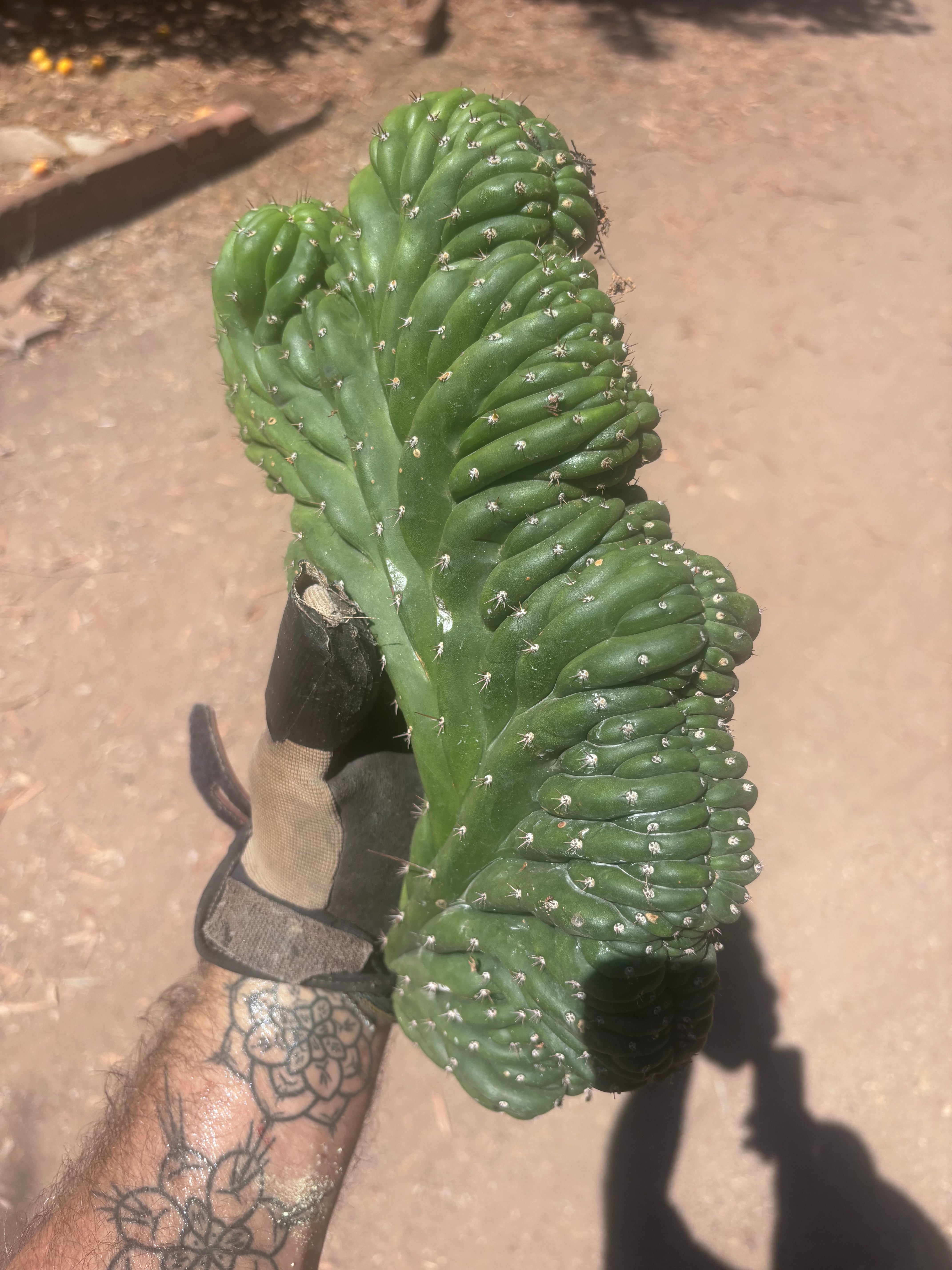 💎👑 TPMC — Large Crest