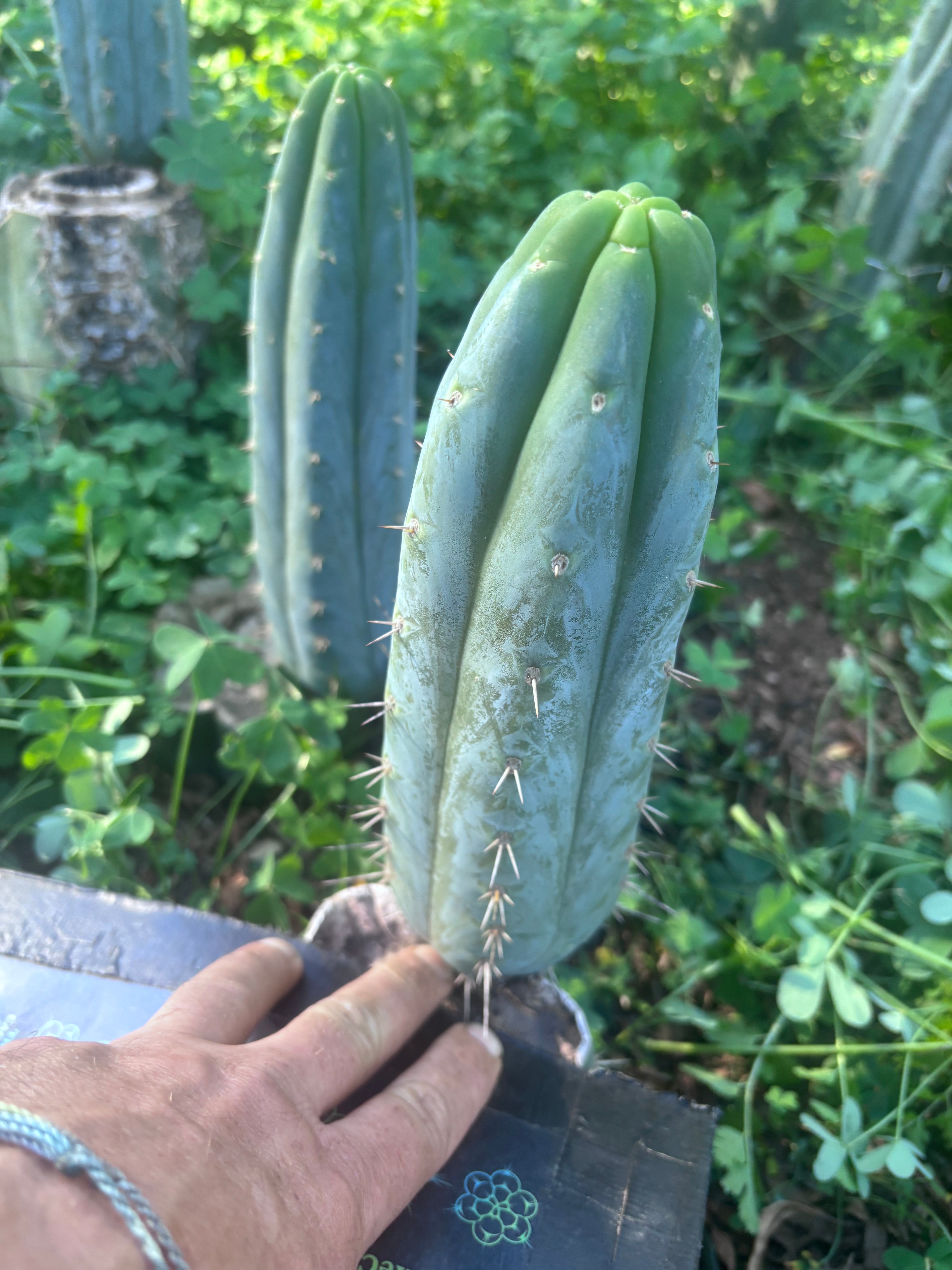 👑🌶️  Ashdod — 9” Pup