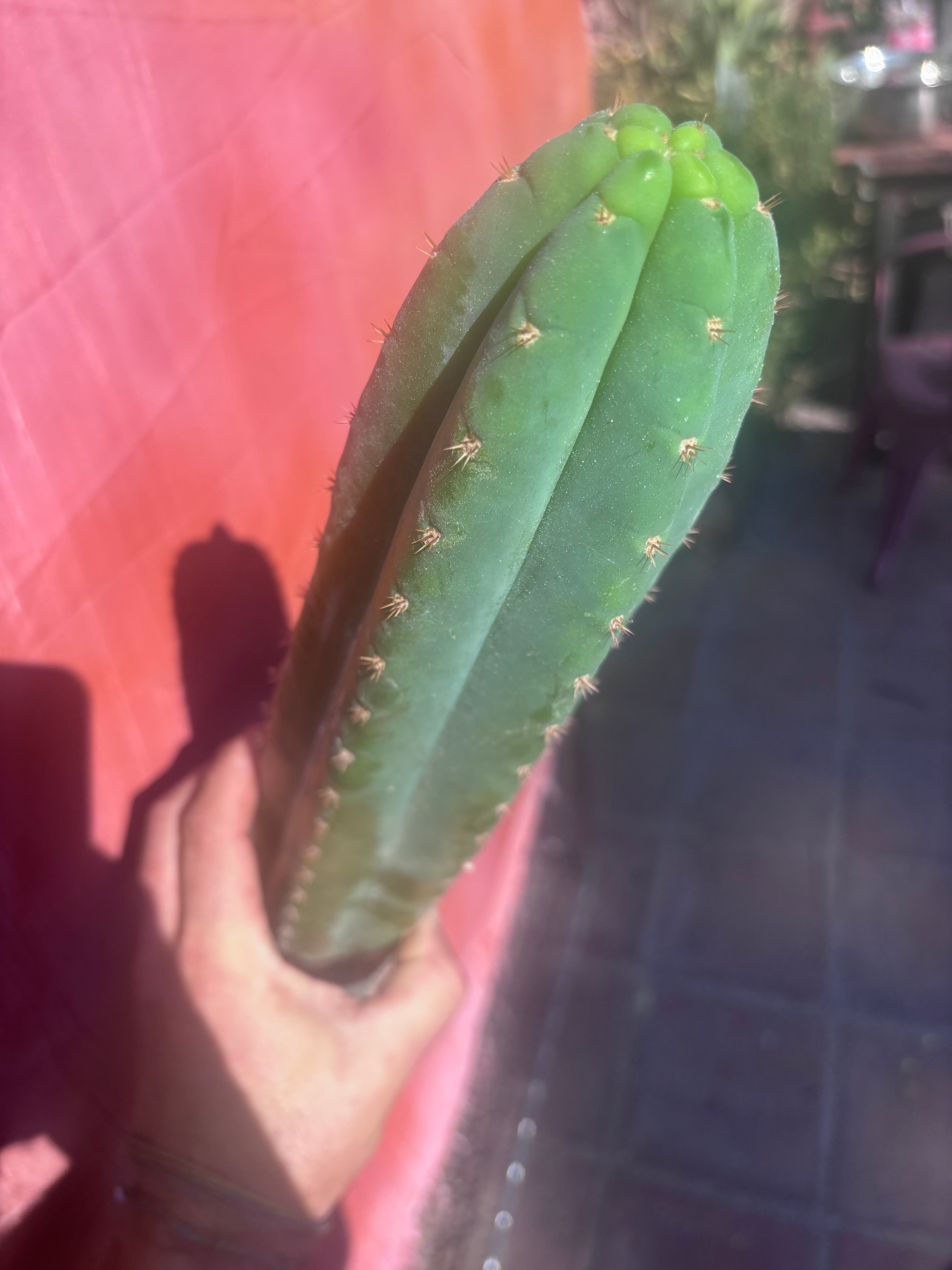 👑🌶️ Ventucky Blue — XL 17” Pups