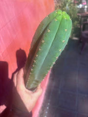 👑🌶️ Ventucky Blue — XL 17” Pups