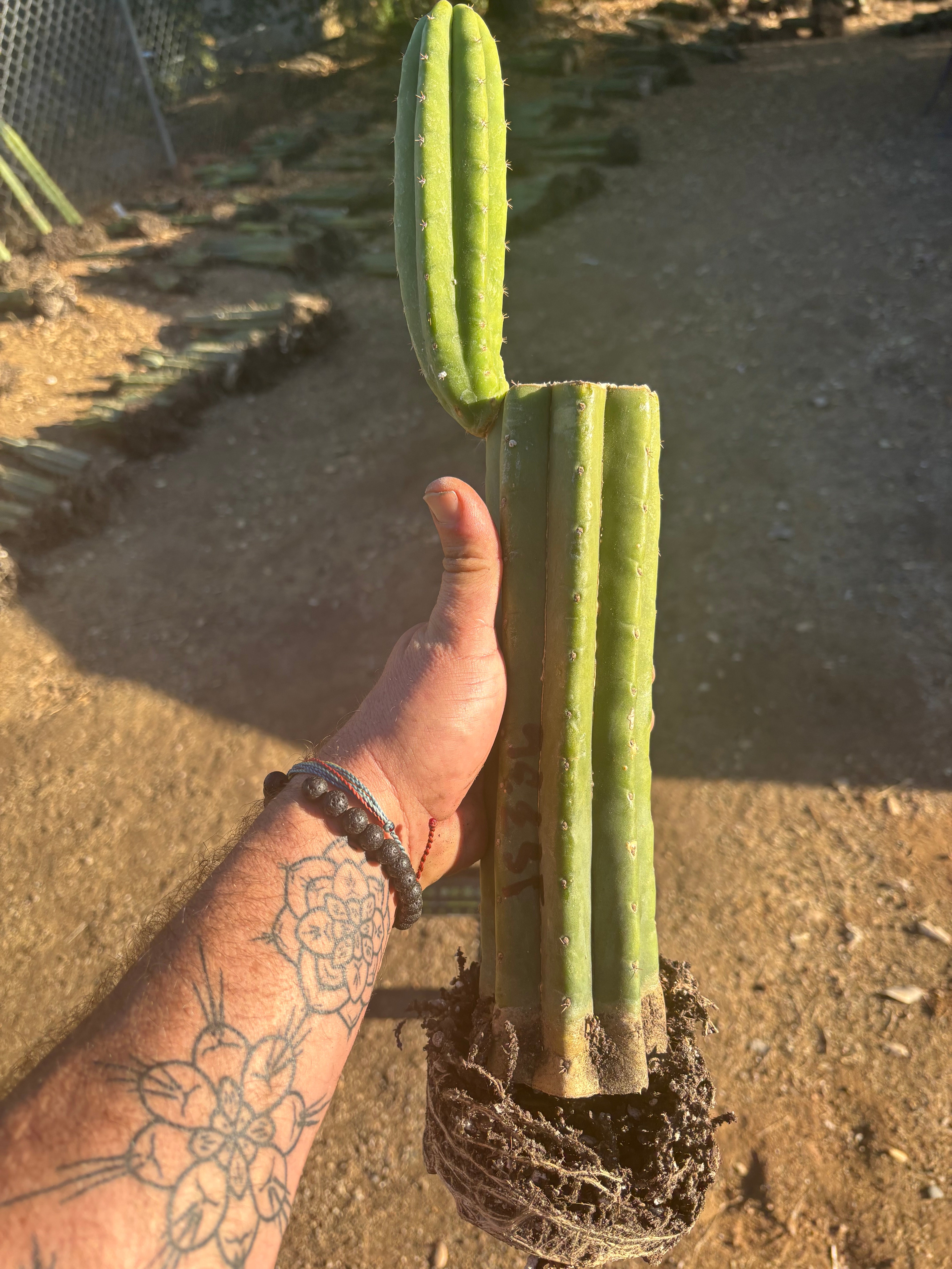 👑 JS336 — Fully Rooted 12” Mid w/ Pup
