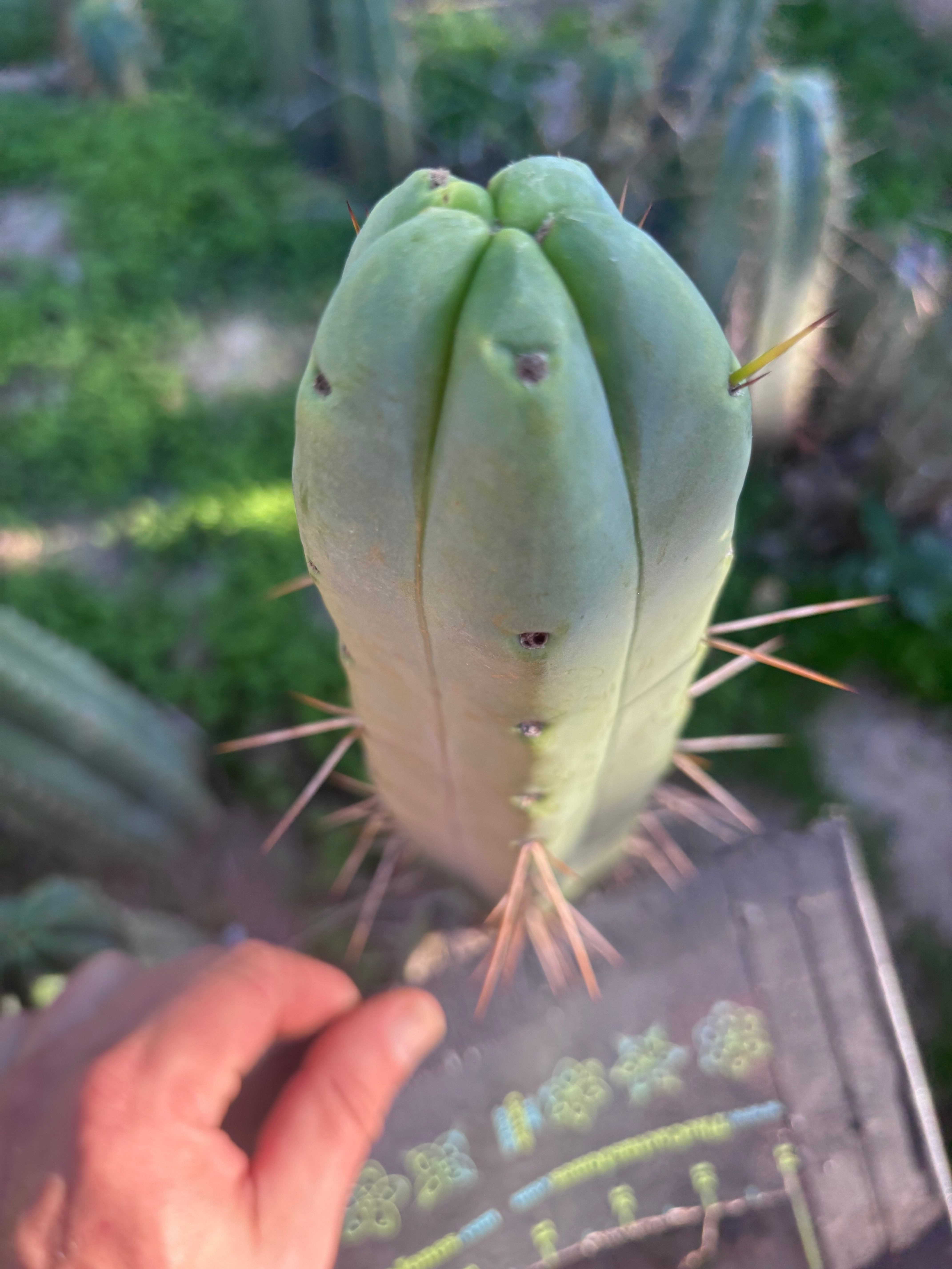 👑💎🌶️ Bob Gillette — 9” Tip