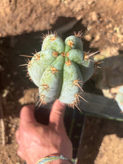 💎👑  Bart! (Monassa Blue) — 7” Pup