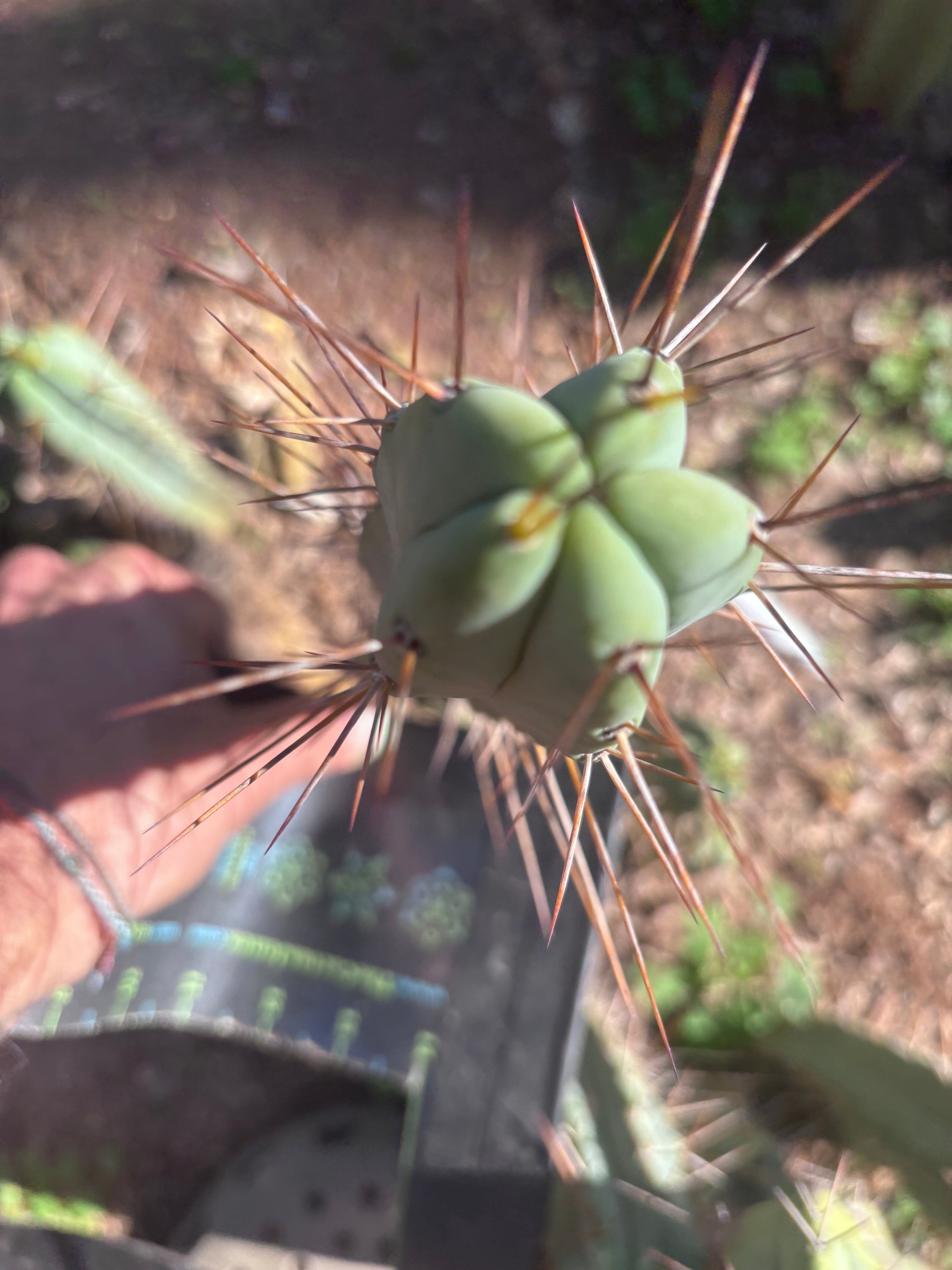 👑🌶️🌶️ Dulzura — 10” Tips (Restocked)