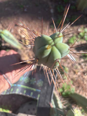 👑🌶️🌶️ Dulzura — 10” Tips (Restocked)