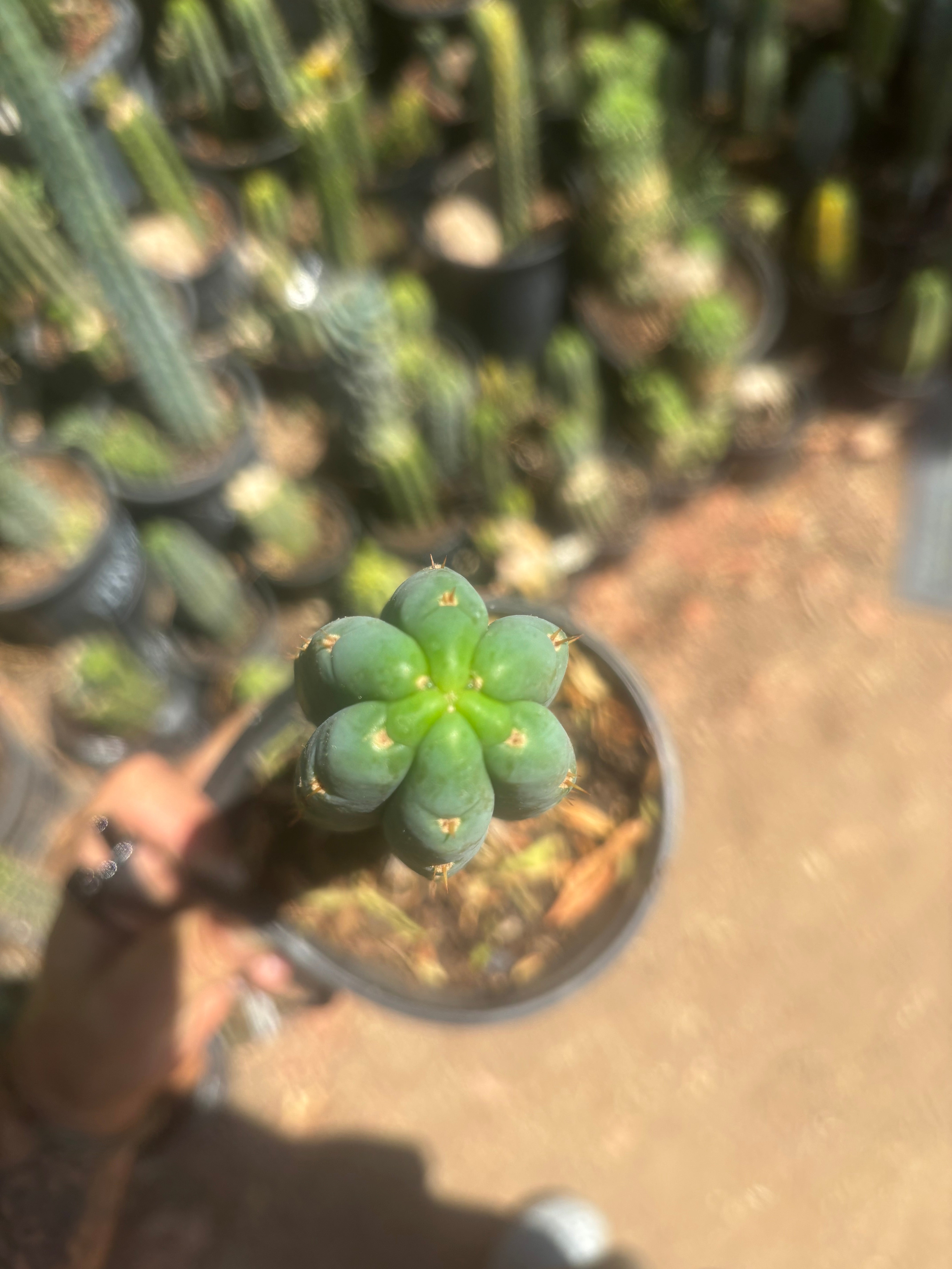 👑🌶️  Ashdod — Rooted 12” Tip