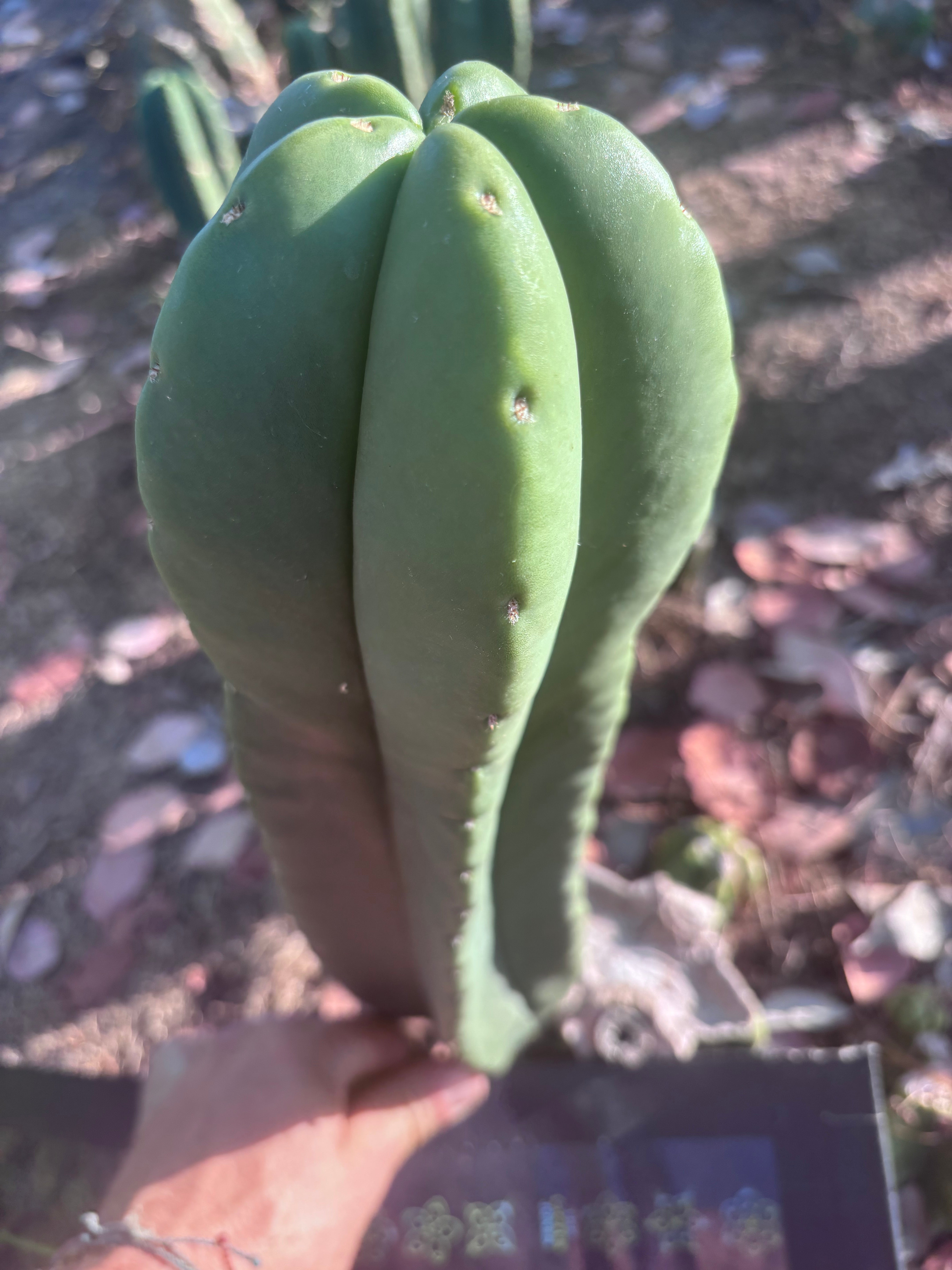 👑🌶️ Zulk — XL FAT 13” Pup