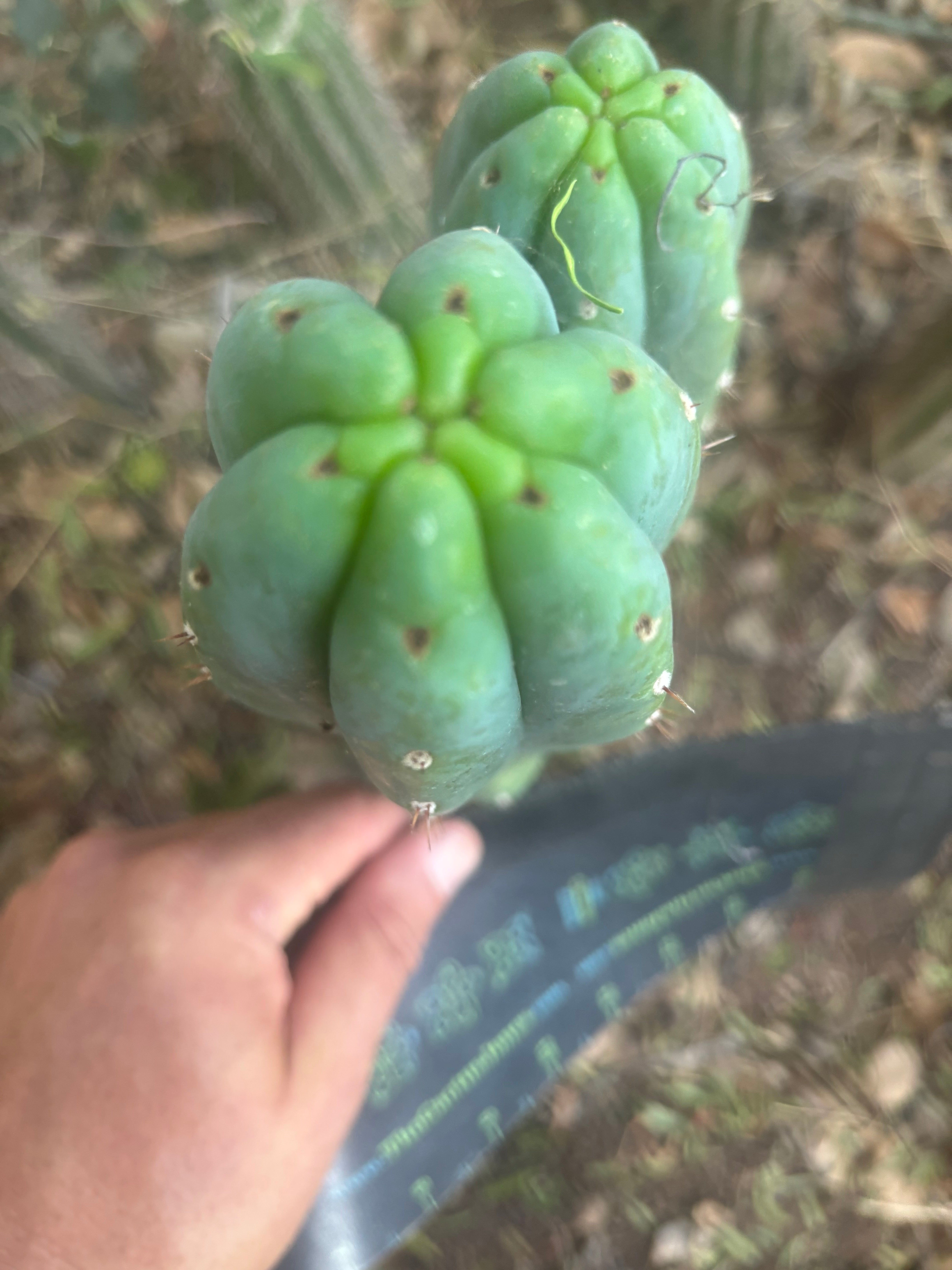 👑🌶️🌶️ KR04 — 8” Tip