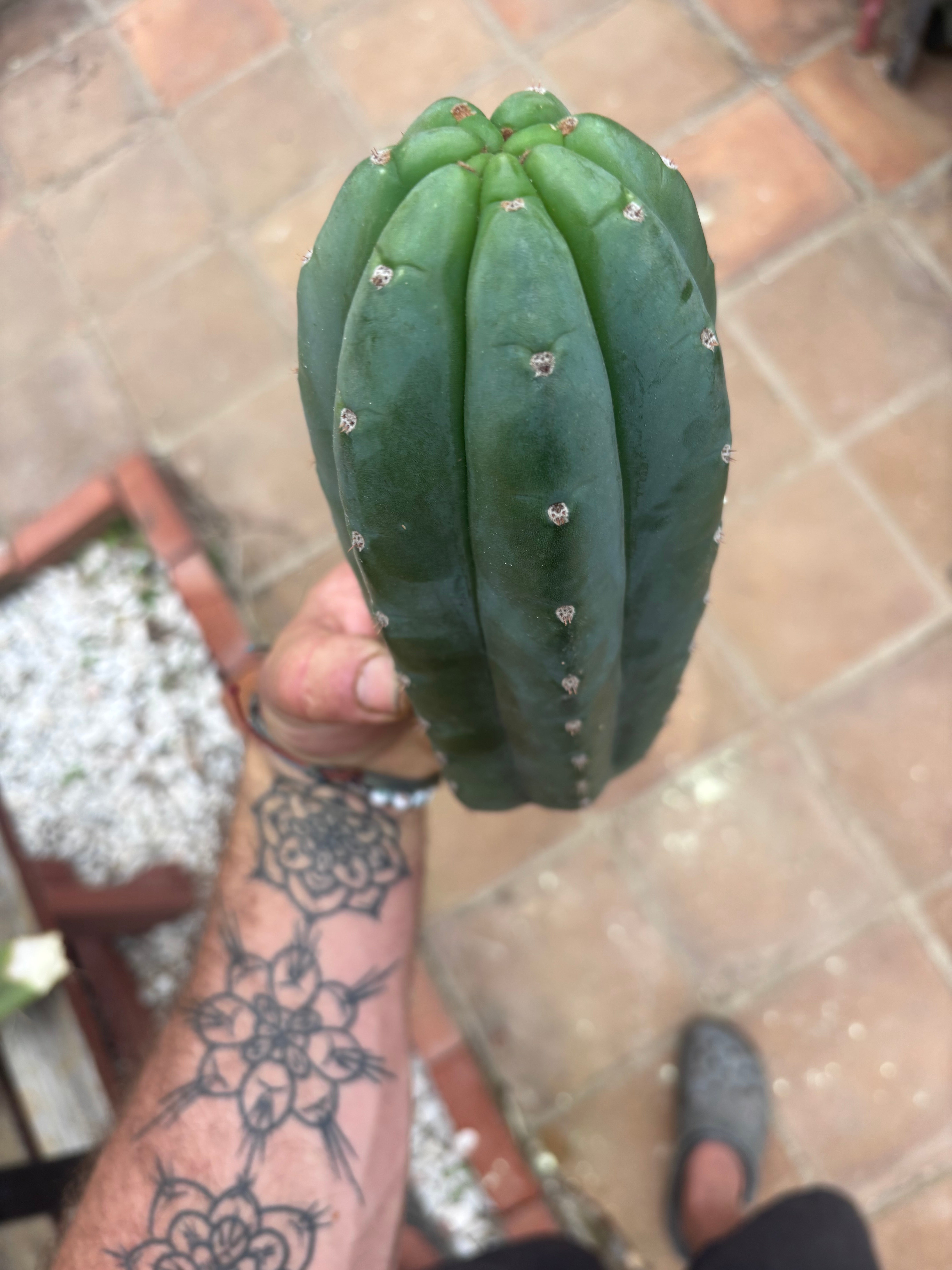 👑🌶️ Pierre — Another Chonky 10” Pup