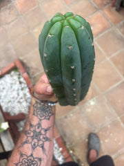 👑🌶️ Pierre — Another Chonky 10” Pup