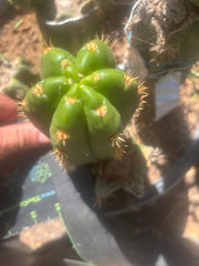 💎👑💎🌶️ CareBear — 5” Grenade