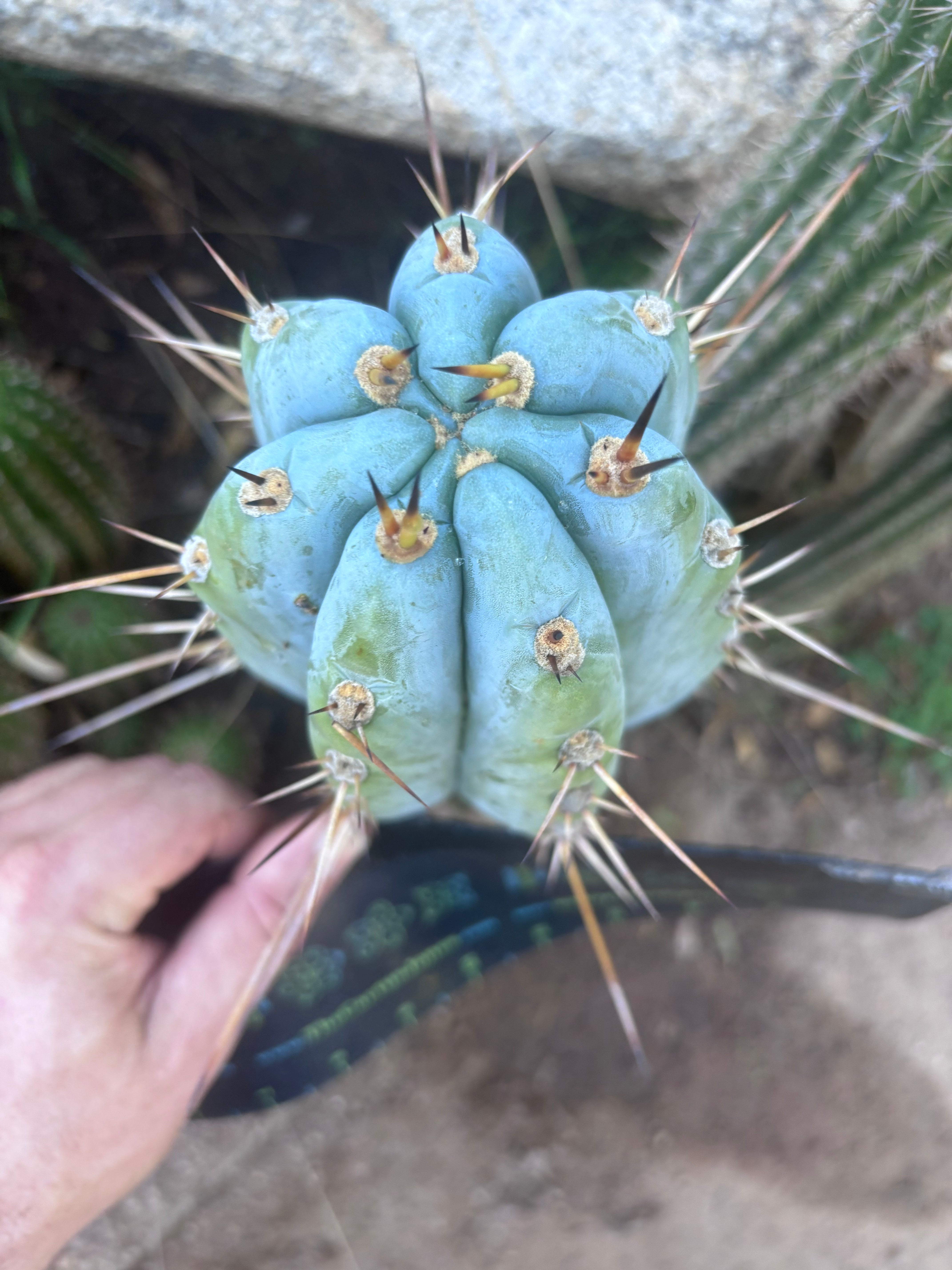 💎👑 BBG48.1540 — Fat 6” Tip