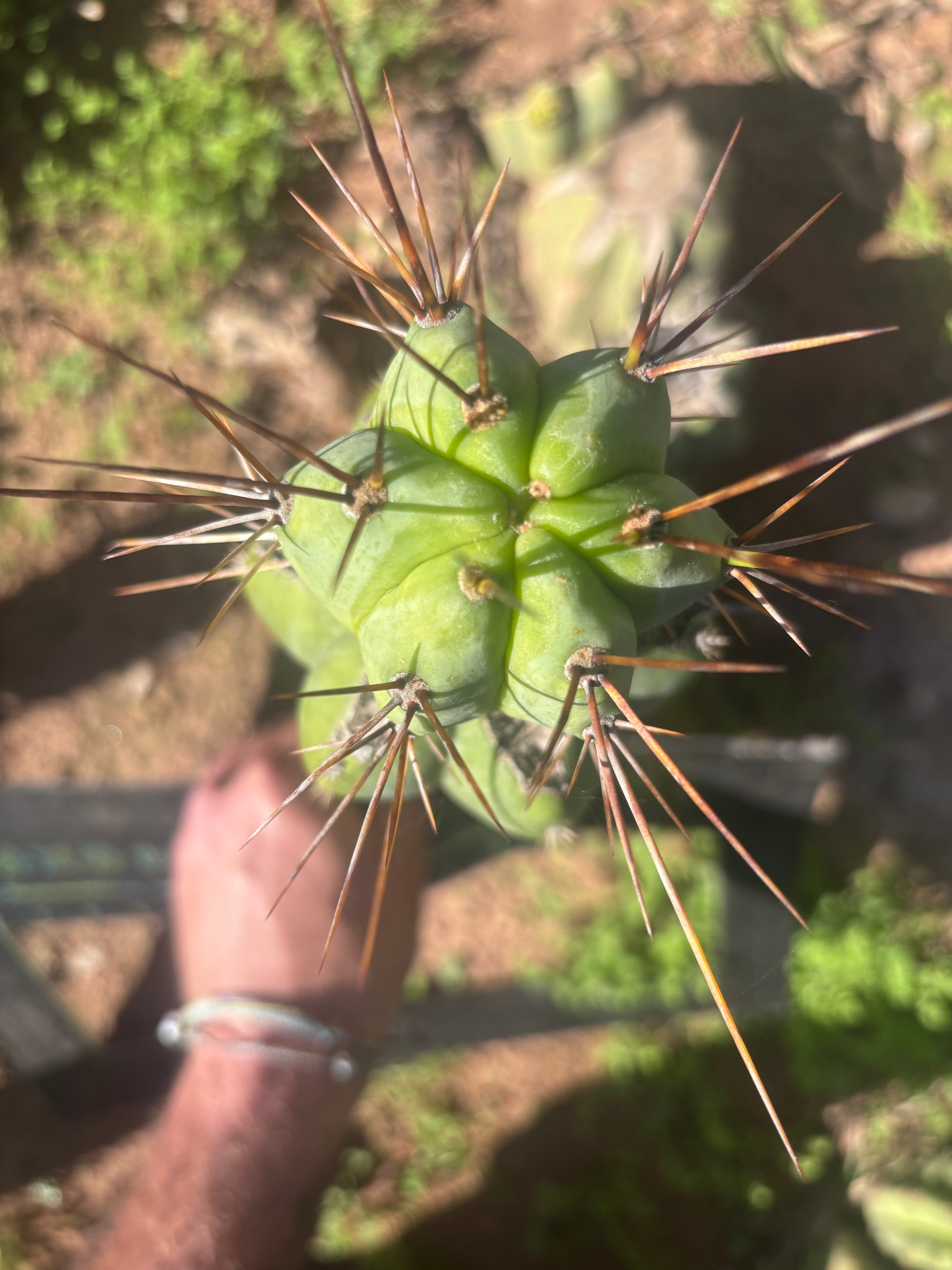 👑💎🌶️  CSD — Another Beefy Tip Graft