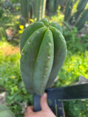 👑🌶️ Scop A — Chonky 12” Pup