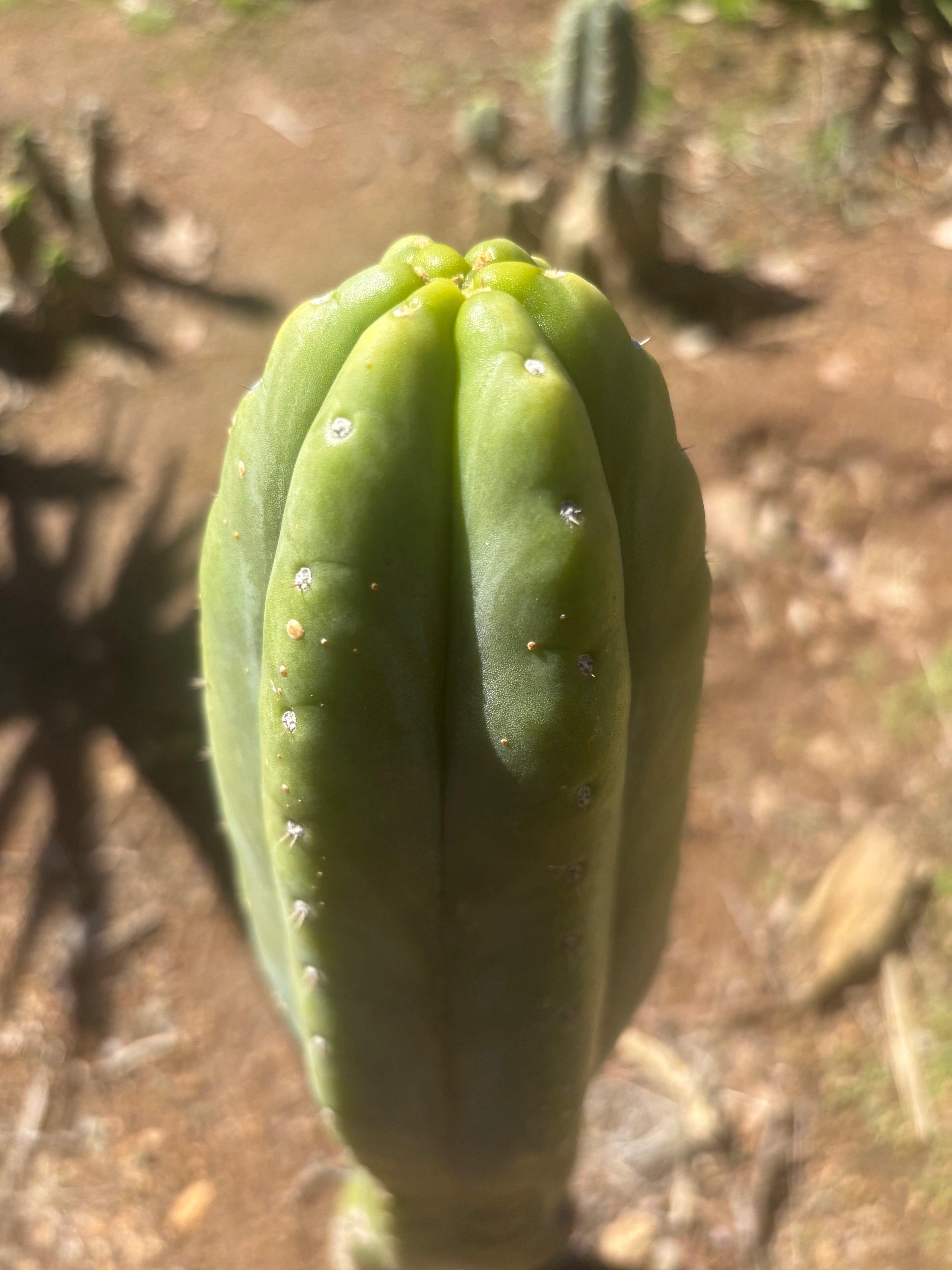👑💎🌶️ “Lil Inca” / JN08.2379M  — Chunky 5.5” Tip