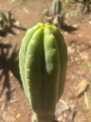 👑💎🌶️ “Lil Inca” / JN08.2379M  — Chunky 5.5” Tip