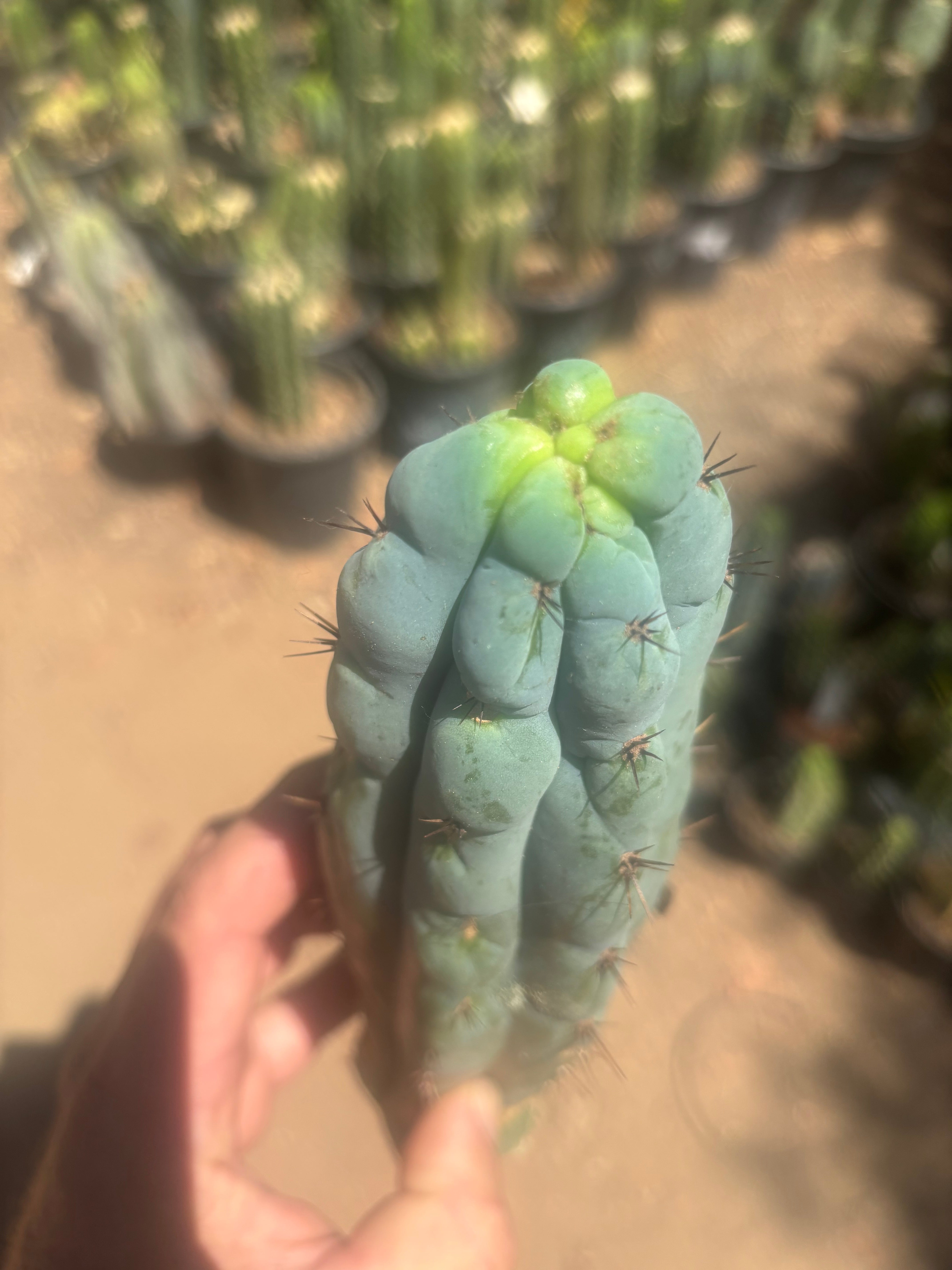 💎👑💎 Y2K  — 8.5” Tip