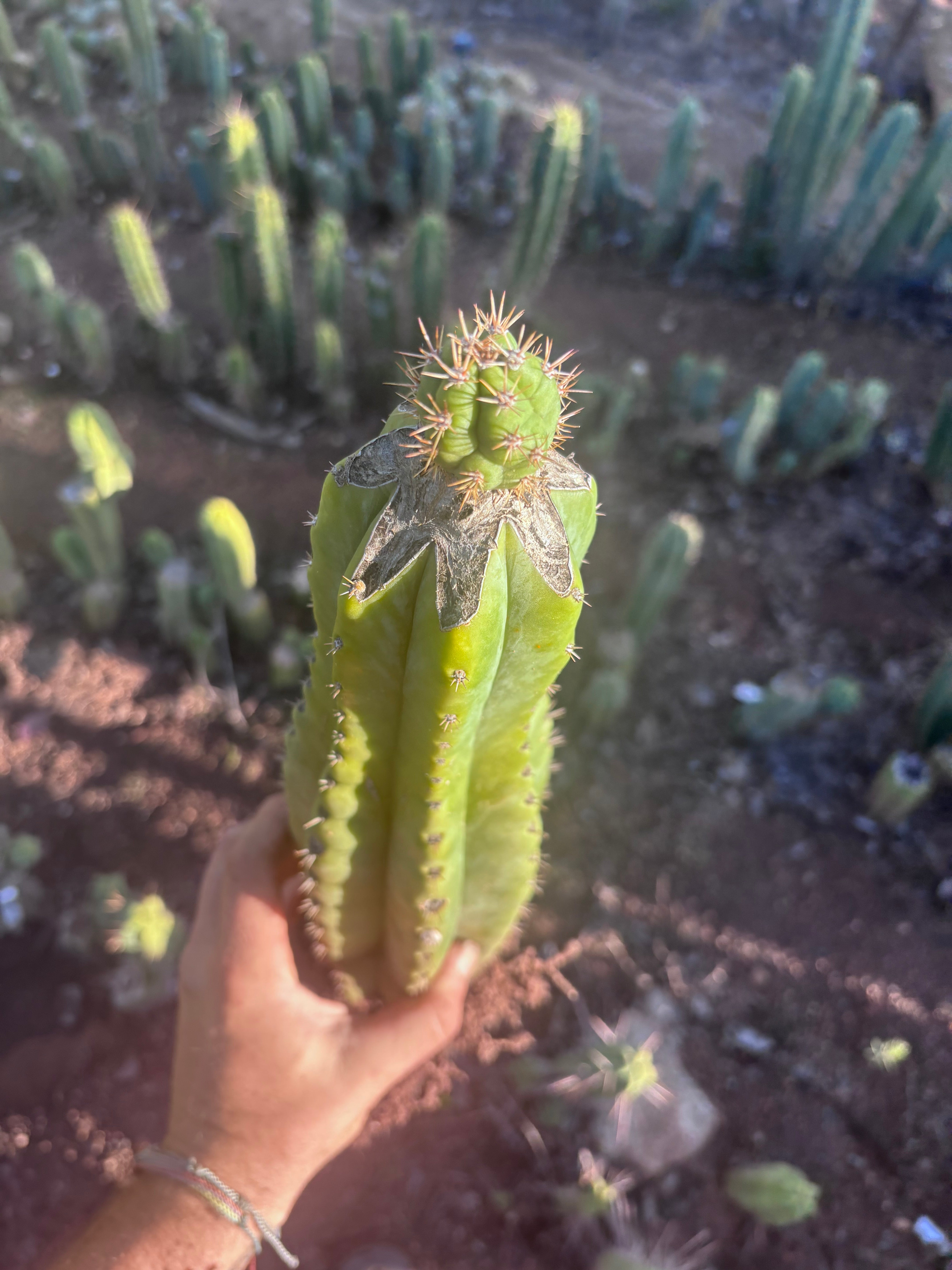 💎👑💎🌶️ CareBear — XL Rooted Graft