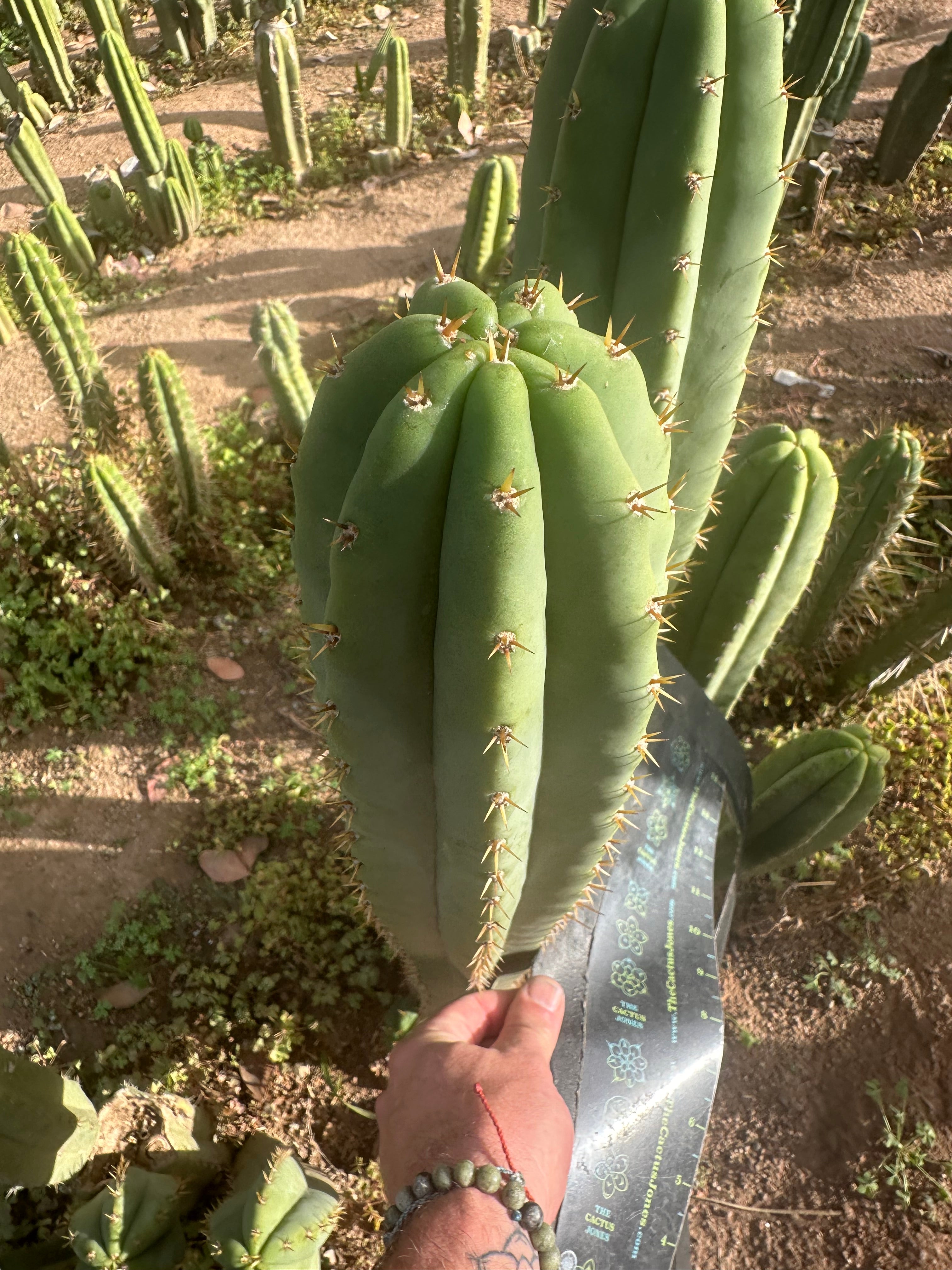 Heynes x Jessica  — XL 14” Tips