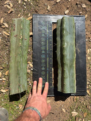 👑🌶️ Chucky — Massive 14” Mids